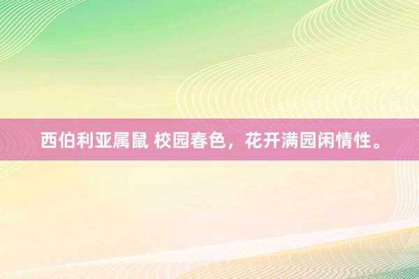 西伯利亚属鼠 校园春色，花开满园闲情性。